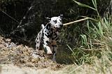 DALMATIEN 331